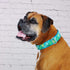 2Hounds Design Coqui Surf Exclusive Dog Collar Medium - Poudre Pet & Feed Supply 2